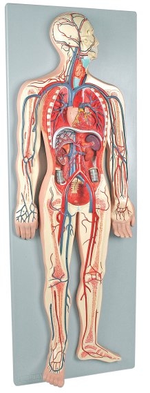 immagini sistema cardiovascolare